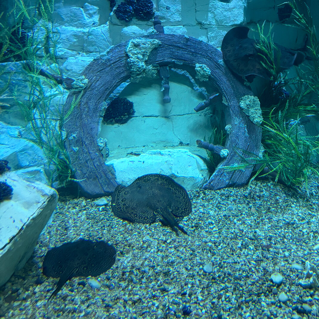 AmazonRays AmazonRays