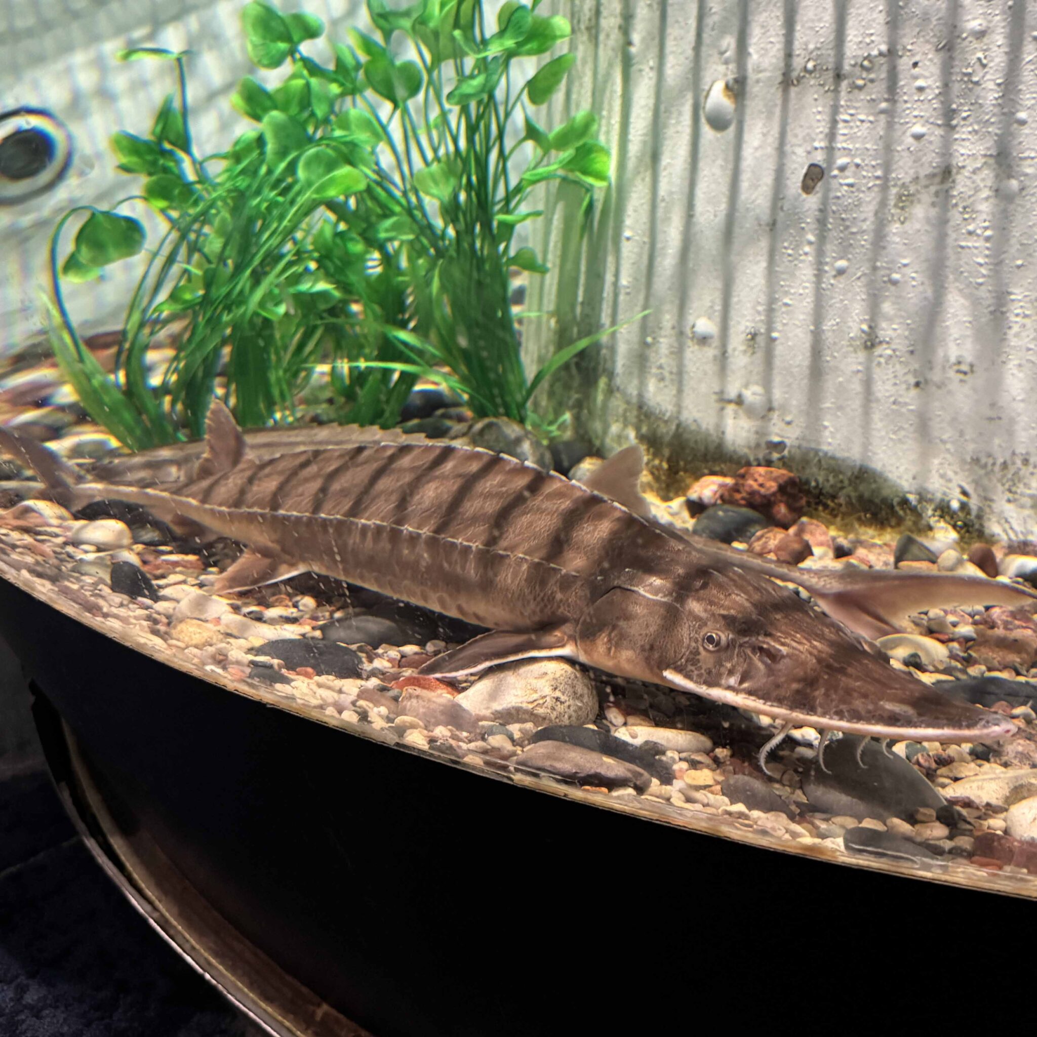 Get to Know Our Shovelnose Sturgeon Discovery World